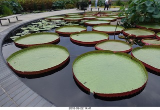 Schubels - Longwood Gardens - giant lilies