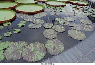 Schubels - Longwood Gardens - giant lilies