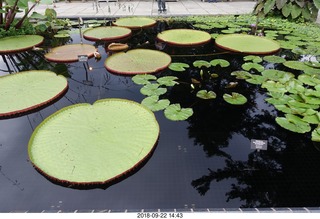 Schubels - Longwood Gardens - giant lilies