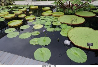 Schubels - Longwood Gardens - flowers