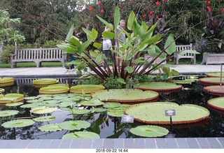 Schubels - Longwood Gardens - giant lilies