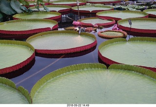 Schubels - Longwood Gardens - giant lilies