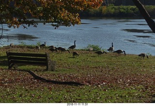 East River Drive (Kelly Drive) walk - geese