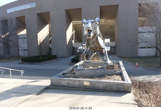 Princeton University - skeleton tiger