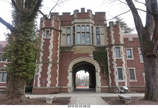 Princeton University - skeleton tiger