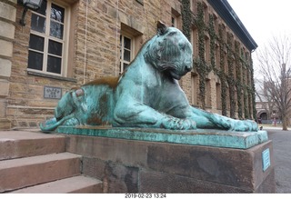Princeton Alumni Day - tiger