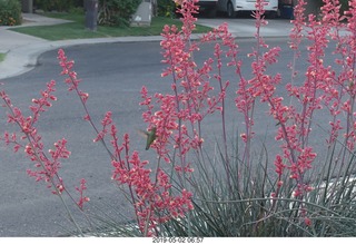 hummingbirds
