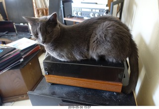 my linn-loci with my cat Devin on top