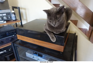 my linn-loci with my cat Devin on top