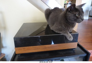 my linn-loci with my cat Devin on top