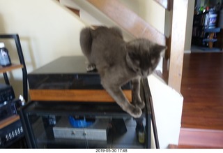 my linn-loci with my cat Devin on top