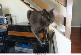 my cats Devin and Jane and Max at the vet