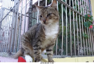 292 a0e. Rio de Janeiro - city tour Lapa Steps (Selarn's Staircase) - cat