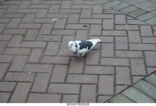 94 a0f. Peru - Lima run - black and white pigeon