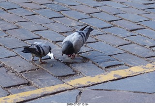 469 a0f. Peru - Cusco - drive to hotel - pigeons
