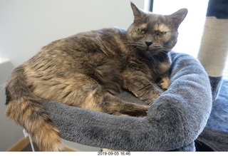 Dr. Krista Gibson's cat Kendra