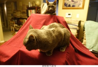 records being sorted + cats