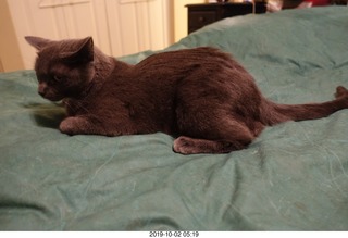 my linn-loci with my cat Devin on top