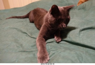 my linn-loci with my cat Devin on top