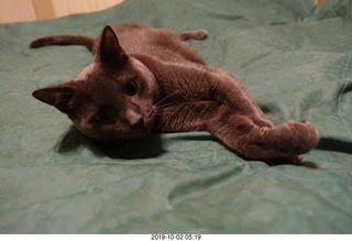 cats going to the vet - Max, Devin, Jane