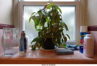 701 a0j. Betsy's plant