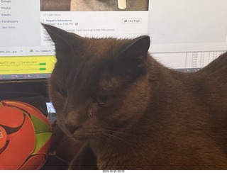 my cat Devin - isn't he cute?