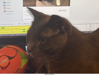 my cats Max and Devin