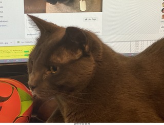 my cats Max and Devin