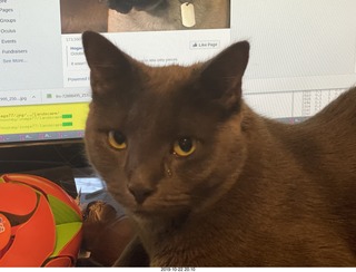 my cat Devin - isn't he cute?