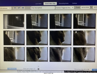 all those door alerts - I guess it was my cat Devin