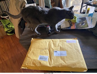 my cat Devin - isn't he cute?