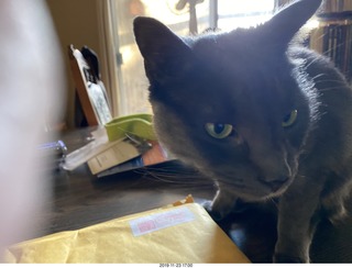 calendar package + my cat Devin