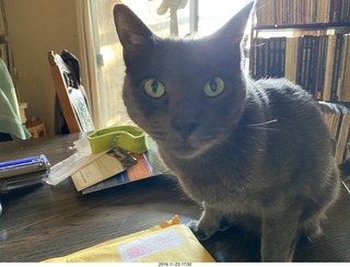 my cats Devin and Max