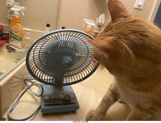 714 a0l. my cat Max investigates the bathroom fan