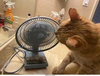 715 a0l. my cat Max investigates the bathroom fan