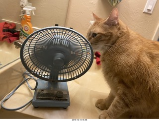 716 a0l. my cat Max investigates the bathroom fan