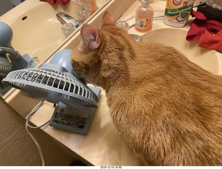 721 a0l. my cat Max investigates the bathroom fan