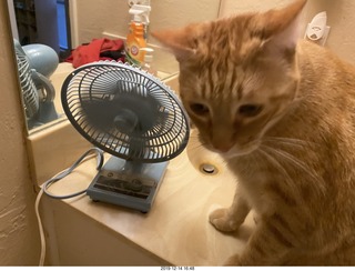 722 a0l. my cat Max investigates the bathroom fan