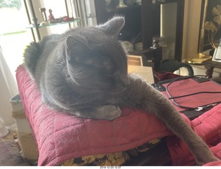 my cats Max, Devin, and Jane