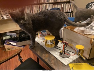 Philip E. Rosenberg calendar + cat