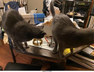 Philip E. Rosenberg calendar + my cats Devin and Jane