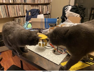 Philip E. Rosenberg calendar + my cats Devin and Jane