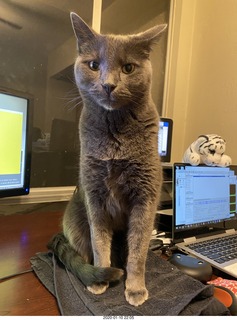 Philip E. Rosenberg calendar + my cats Devin and Jane