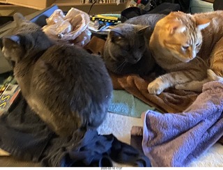 Philip E. Rosenberg calendar + my cats Devin and Jane