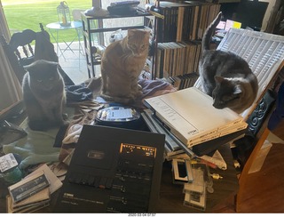 my three cats