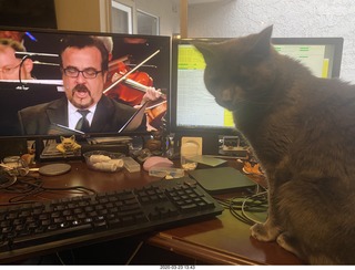 Scottsdale Philharmonic concert with my cat Devin