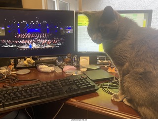 Scottsdale Philharmonic concert with my cat Devin