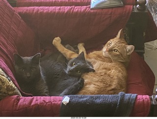 my three-cat fleshpile on my hifi chair