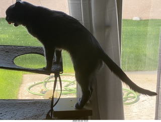 my cat Jane on my Linn turntable