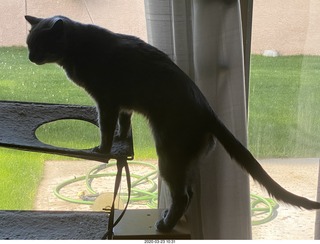 my cat Jane on my Linn turntable